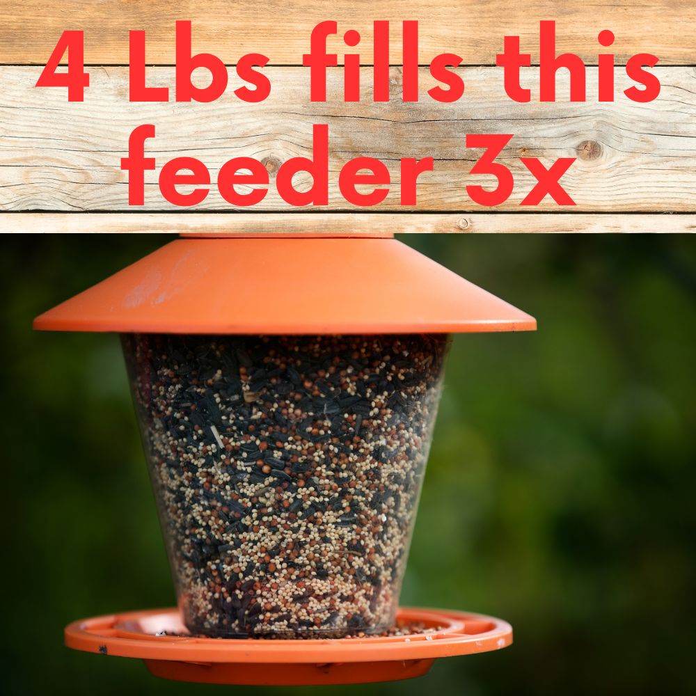 Bird feeder filled with Cardinal & Finch Feast Wild Bird Seed Blend from Flawn Seed Kits, attracting colorful backyard songbirds.