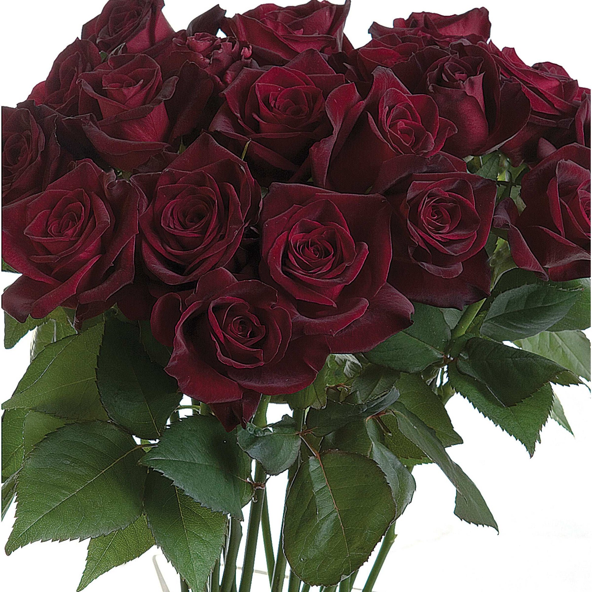 Black Baccara rose plant in a 1.5-gallon pot, featuring dark, velvety roses with lush green foliage, by Fresh Garden Living.