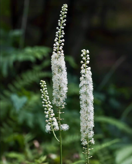 Wildflowers Black Cohosh with 5 root divisions from BloomingBulb, showcasing the plant's leafy stems and root segments.