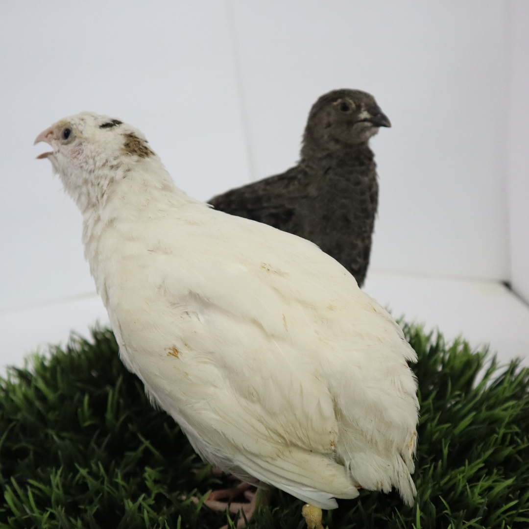 Black and white quail hatching eggs from Quailz.com, showing adult quails with black and white plumage.