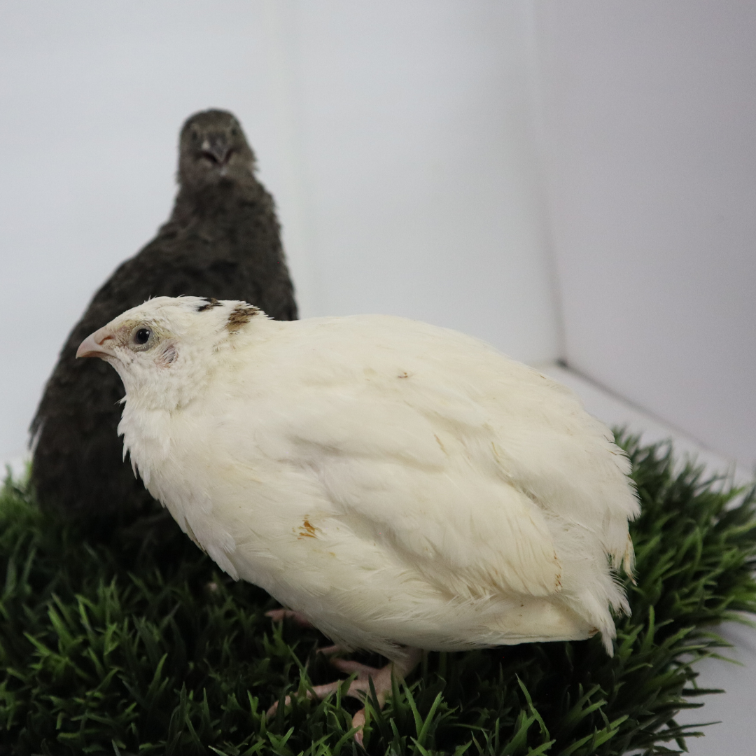 Black and white adult Coturnix quails, featuring mixed jumbo Pharaoh, Italian, white, and brown quail hatching eggs for sustainable farming.