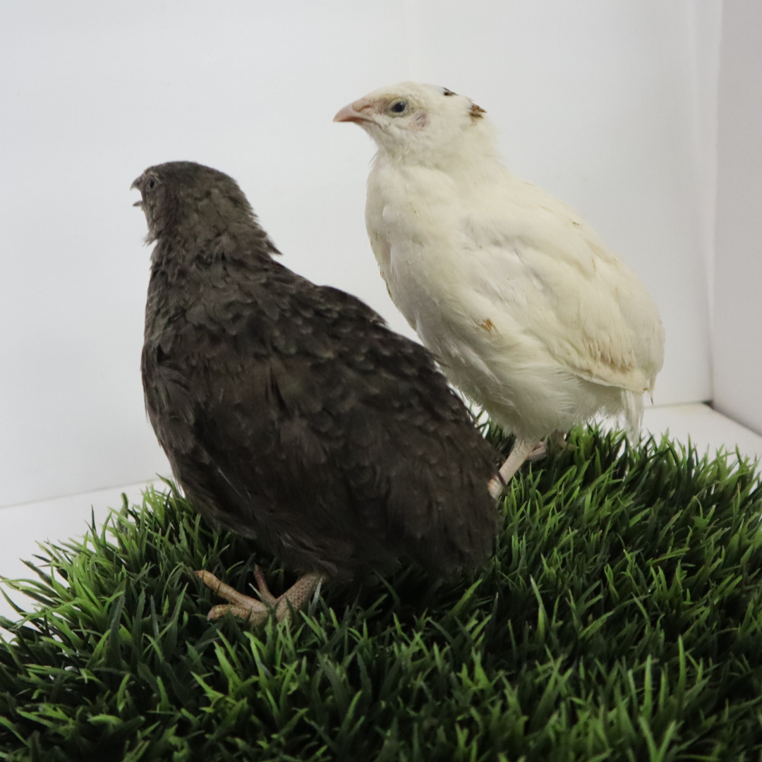 Black and white quail hatching eggs from Quailz.com, with adult quail birds in a natural setting.