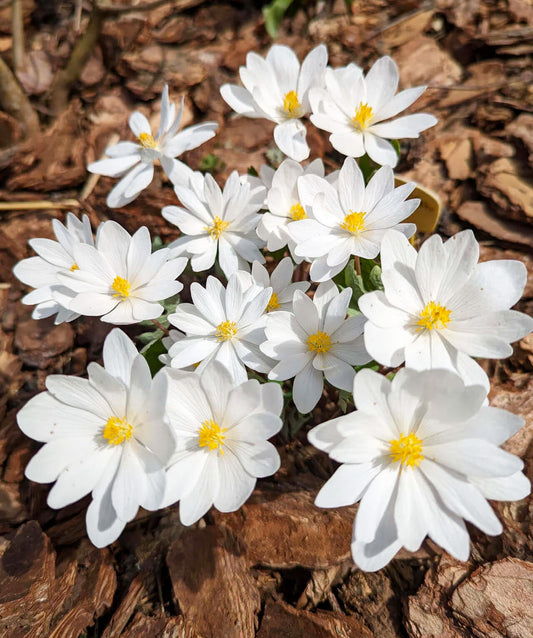 Bloodroot wildflower plant with five root divisions, showcasing its distinctive white flower and green foliage.