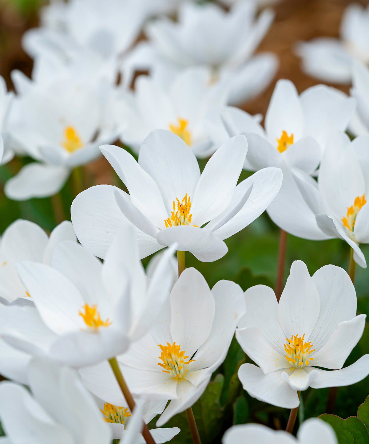 Bloodroot - 5 Root Divisions