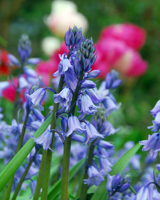 Blue Spanish Bluebells specialty bulbs from BloomingBulb, showing vibrant blue bell-shaped flowers and green foliage.