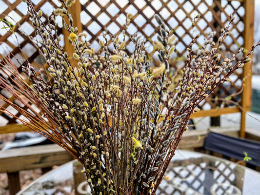 Showy Catkin Pussy Willow mix bouquet with fluffy catkins and green branches, arranged in a natural display.