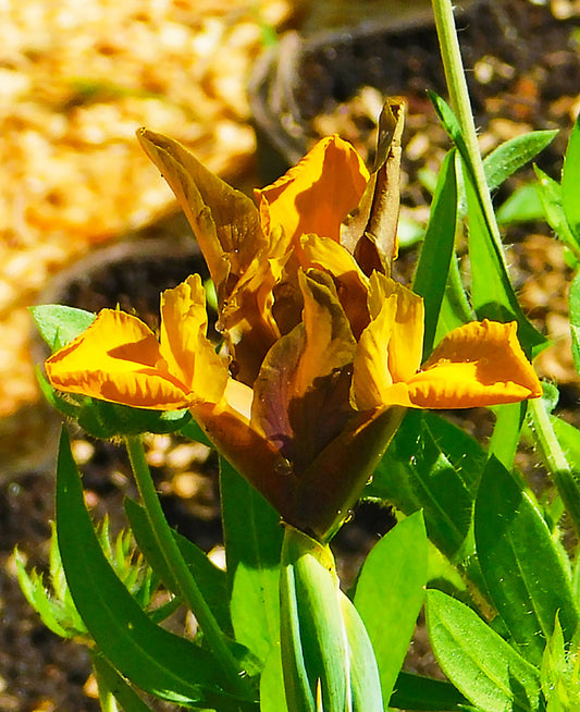 Bronze Queen Iris blooming bulb, showcasing vibrant bronze and purple iris flowers with lush green leaves in a garden setting.