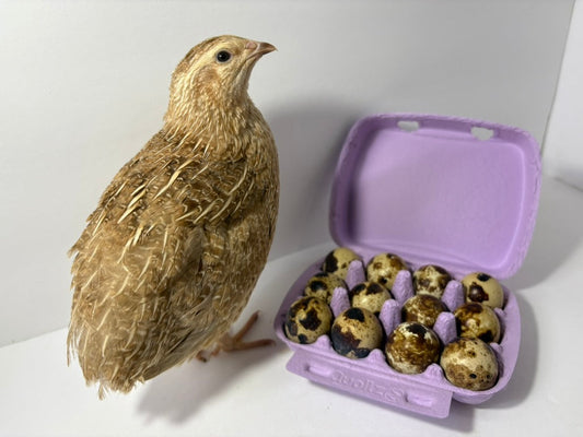 Fertile Quail Eggs from Quailz.com by Undique LLC displayed in a basket, showcasing various sizes and natural egg coloration.