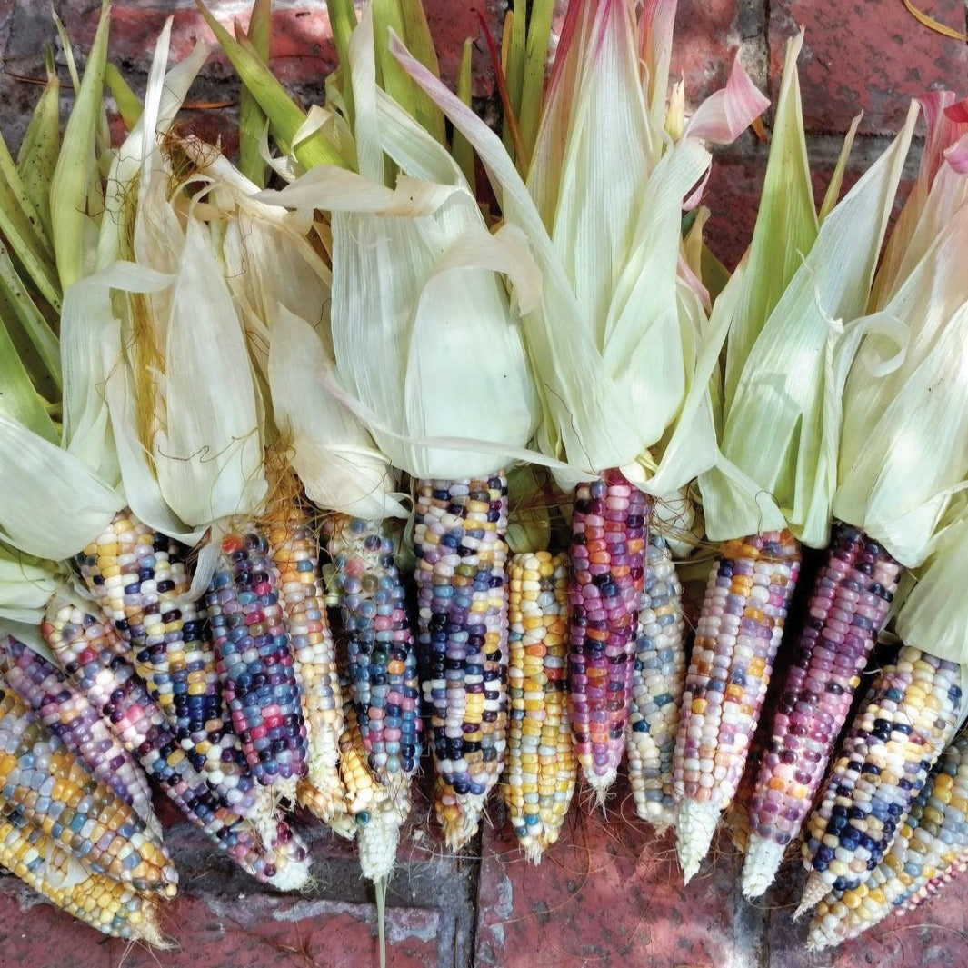 Ornamental glass gem corn from MIgardener, showcasing colorful, decorative glass corn with vibrant hues and intricate details.