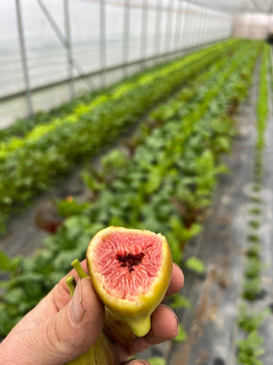 Fresh C's Red Heirloom Fig from The Farm On Central, showcasing its vibrant red color and ripe, juicy fruit.