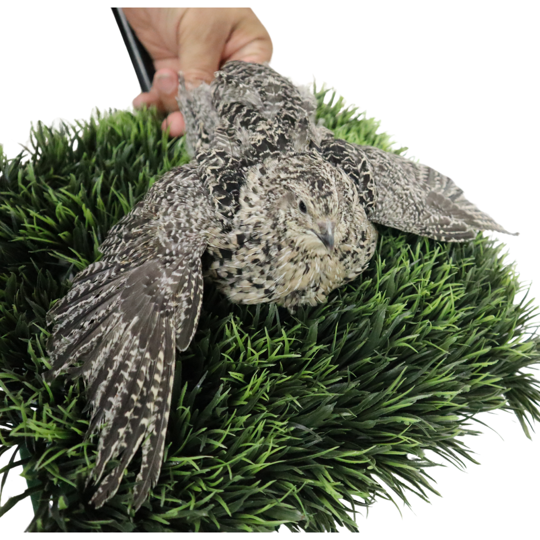 Fertile calico quail hatching eggs from Quailz.com, showing smooth, speckled shells ideal for incubation and breeding.