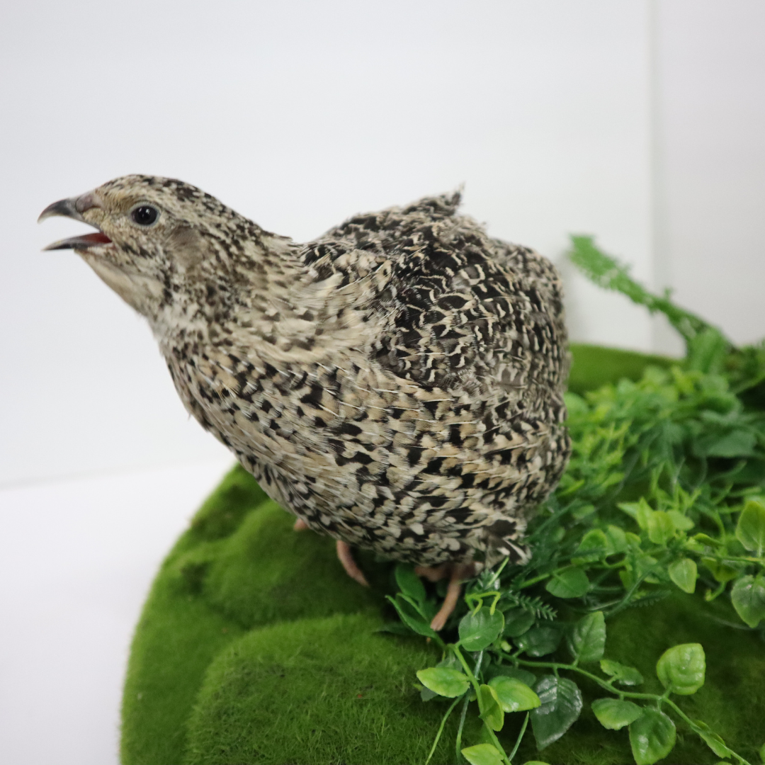 Calico quail hatching eggs from Quailz.com, fertile eggs for incubation, showing smooth, speckled shells ready for incubation.