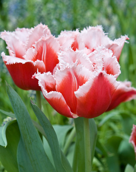 Bright Canasta Fringed Tulip bulbs from BloomingBulb, showcasing vibrant fringed petals ready for planting.