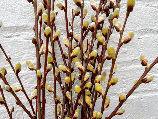 Caprea Willow from The Farm On Central showing fresh, lush green leaves on a healthy willow branch against a natural background.