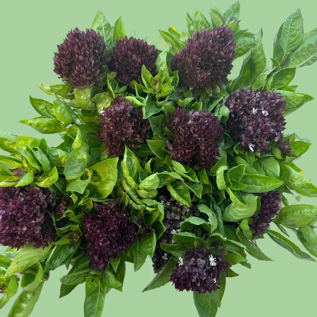 Red basil Cardinal seeds from John's Plant Adventures, showing small seeds in a clear container, ideal for herb gardening.