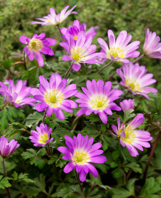 Cluster of Charmer Anemone blanda bulbs from BloomingBulb, ready for planting in a garden for vibrant spring blooms.