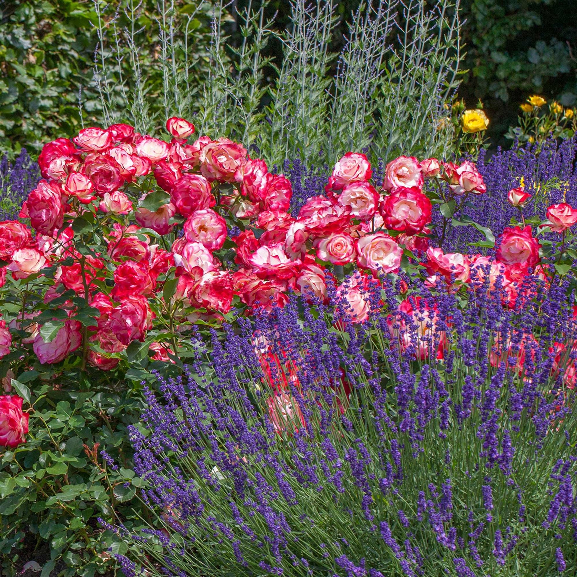 Cherry Parfait Grandiflora rose plant in a 1.5-gallon pot, vibrant red blossoms, lush green foliage, healthy and well-grown.