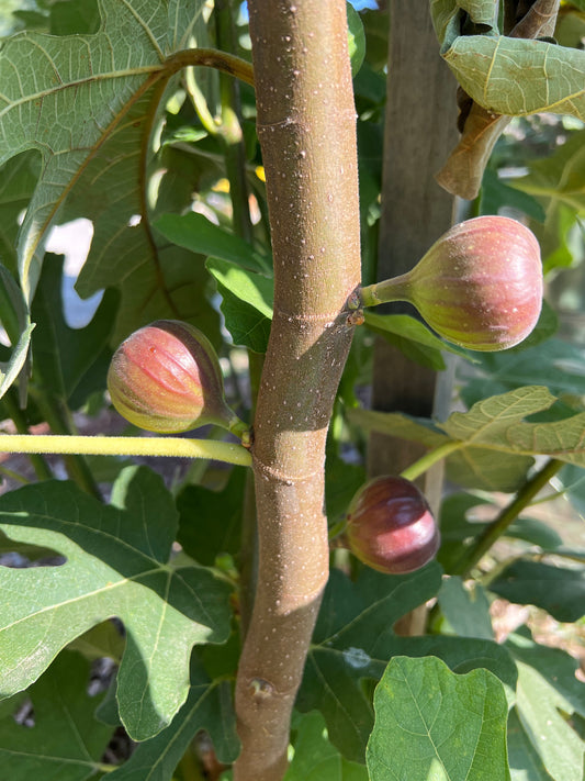 Chicago Hardy fig cuttings from The Farm On Central, showing healthy, fresh plant cuttings ready for planting.