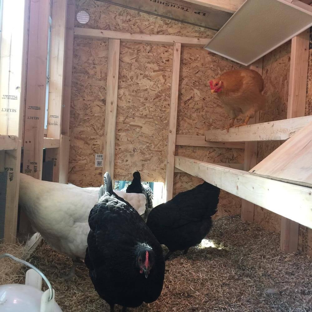Medium OverEZ Chicken Coop with chickens inside, designed for up to 10 chickens, sturdy outdoor poultry shelter.