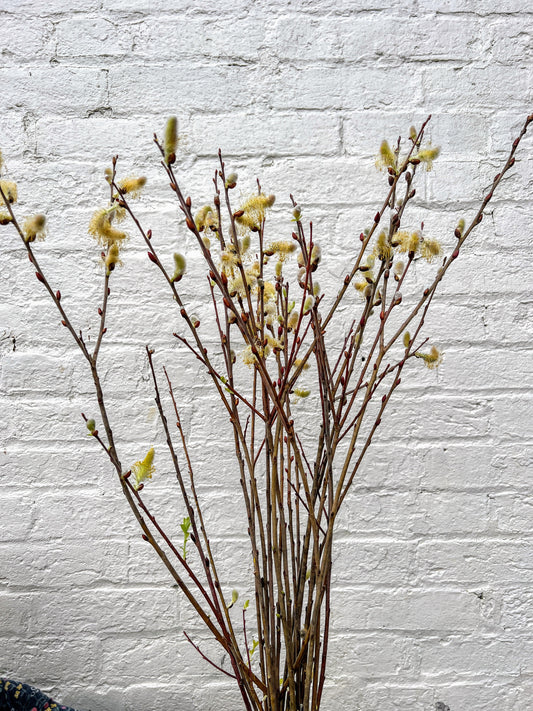 Close-up of a Cinerea Willow plant with delicate, silvery-gray leaves, showcasing its lush foliage and graceful branches.