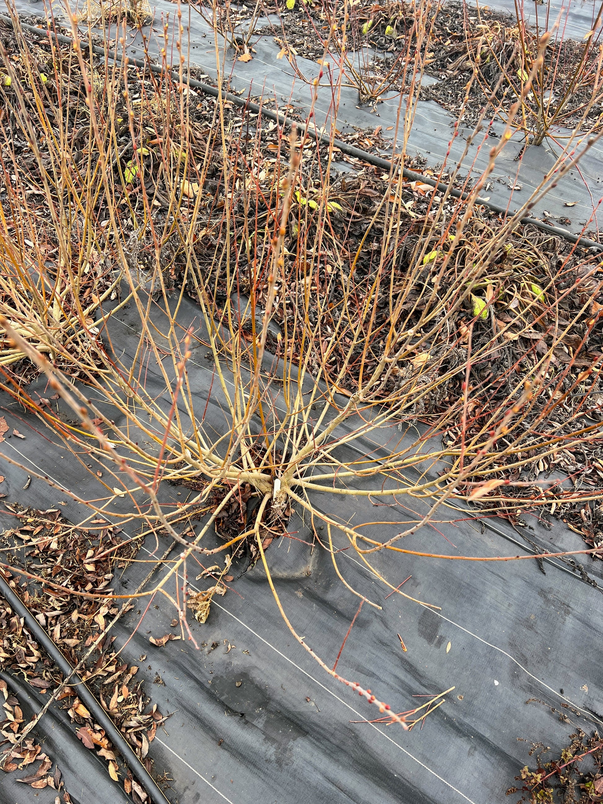 A close-up of the Cinerea Willow plant by The Farm On Central, showcasing silvery-gray foliage and delicate, drooping branches.