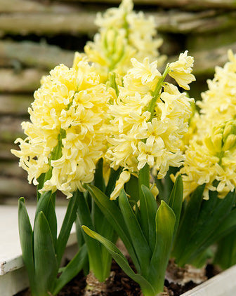 Cluster of vibrant City of Harlem hyacinth bulbs from BloomingBulb, ready for planting in a garden or container.