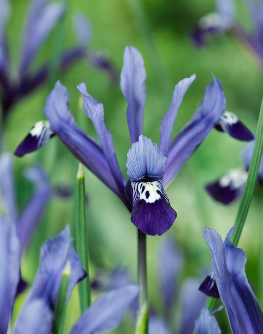 BloomingBulb Clairette Dwarf Iris reticulata with 10 bulbs, showcasing delicate purple-blue flowers and green foliage.