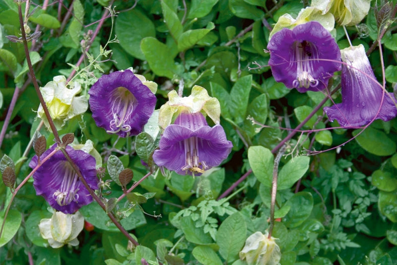 Cobaea scandens vine 10 seeds from The Plant Attraction, cup and saucer climber with bell-shaped cathedral flowers.
