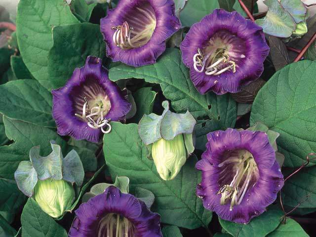 Cobaea scandens vine seeds from The Plant Attraction, showing mature cathedral bells flowers and climbing plant growth.