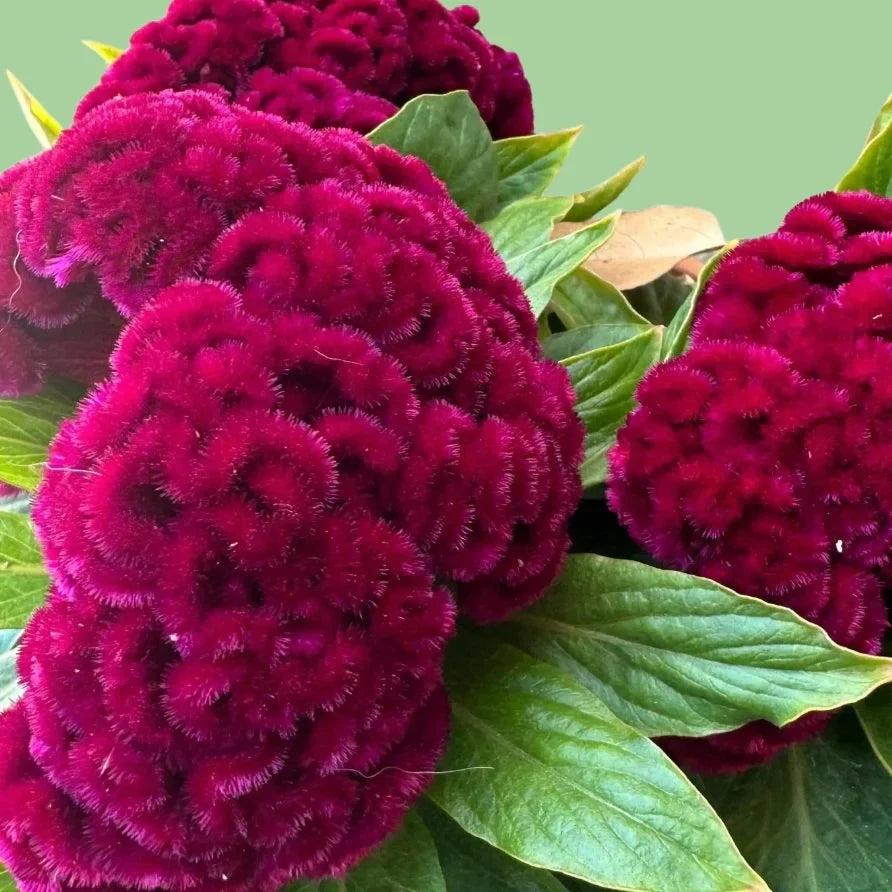 Bright magenta cockscomb celosia Brainiac mad seeds from John's Plant Adventures, shown in a close-up image of the vibrant flowers.