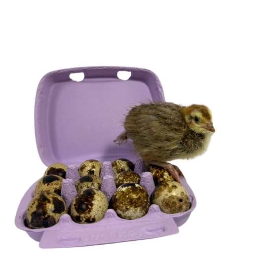 Color mix of jumbo quail hatching eggs from Quailz.com, showcasing vibrant, fun-colored eggs for hatching.
