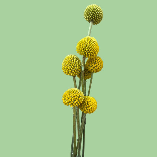 Craspedia seeds from John's Plant Adventures, small yellow seed packets for growing Craspedia flowers in your garden.
