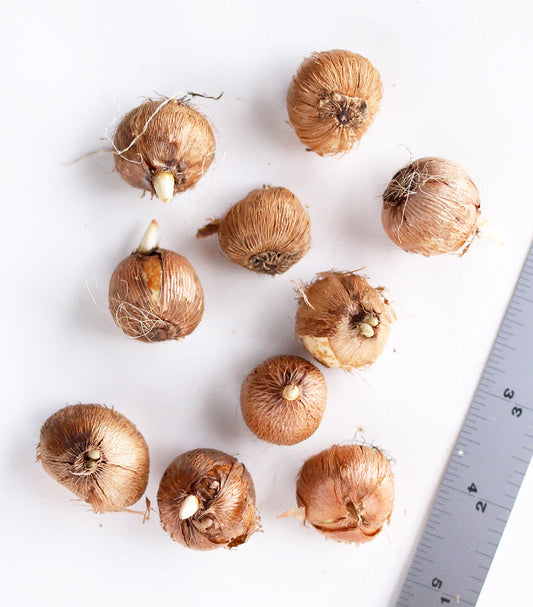 Ten BloomingBulb Firefly Species Crocus bulbs ready for planting, showcasing vibrant purple and yellow crocus flower buds.