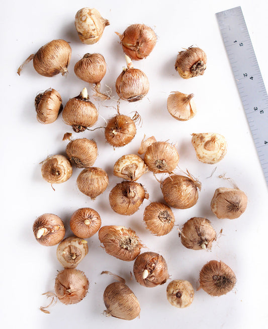 Cluster of 30 blooming Crocus bulbs in various colors from BloomingBulb, ready for planting in spring gardens.