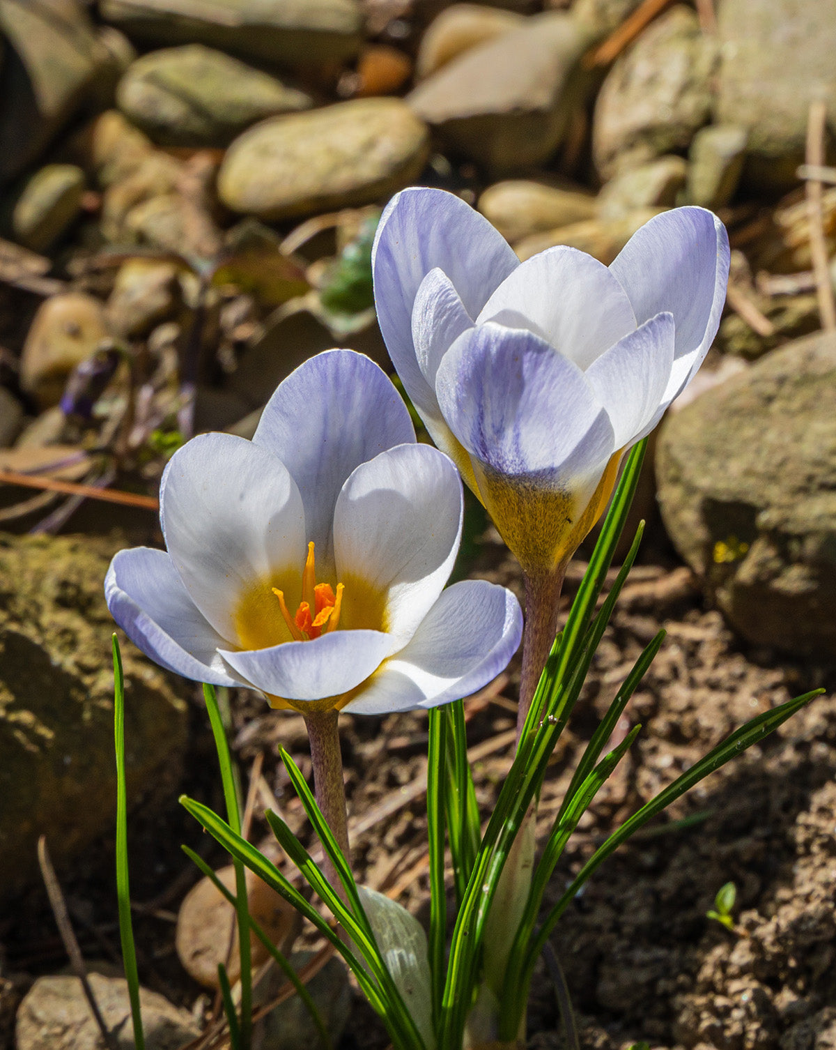 Blue Pearl Species Crocus - 10 bulbs