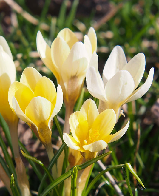 Cream Beauty Species Crocus bulbs from BloomingBulb, showing vibrant cream-colored crocus flowers blooming in spring.