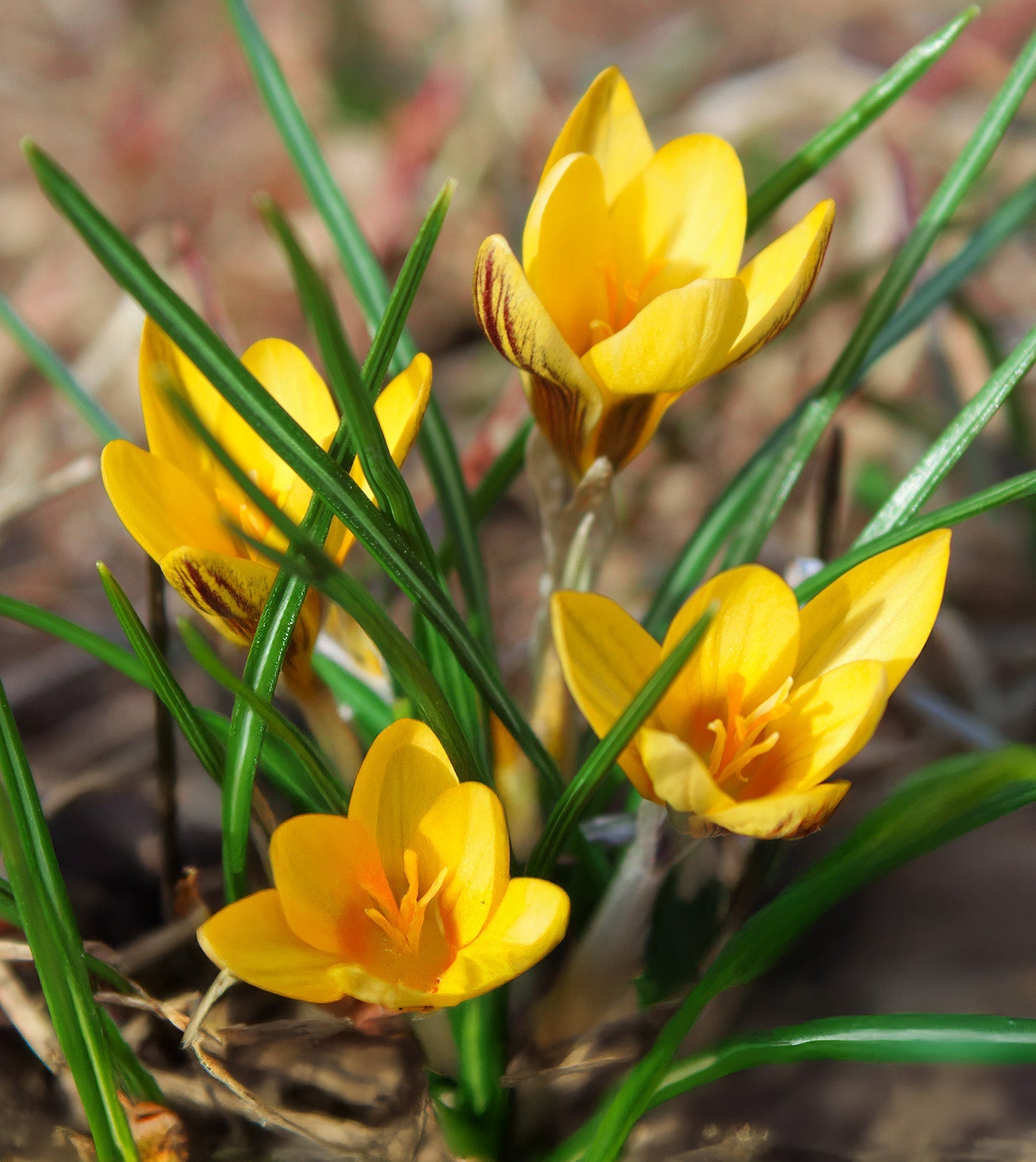 Goldilocks Species Crocus - 10 bulbs