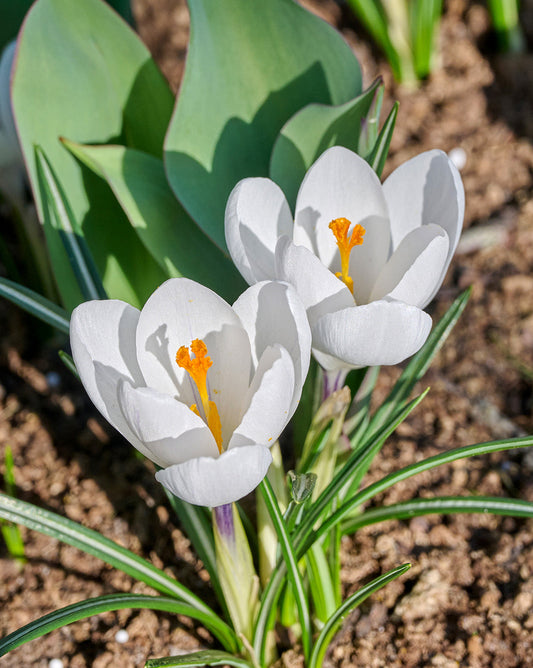 Large flowering Crocus Jeanne d' Arc bulbs from BloomingBulb, showcasing vibrant purple and white crocus blooms in a garden setting.