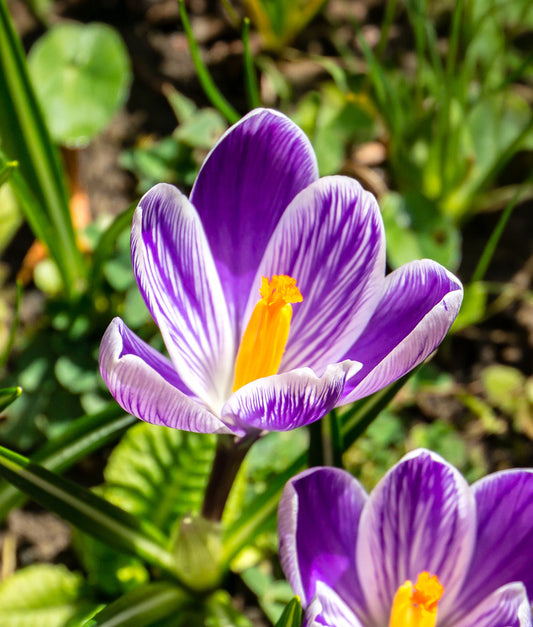 Striped large flowering crocus bulb from BloomingBulb, showcasing vibrant purple and white petals ready for planting.