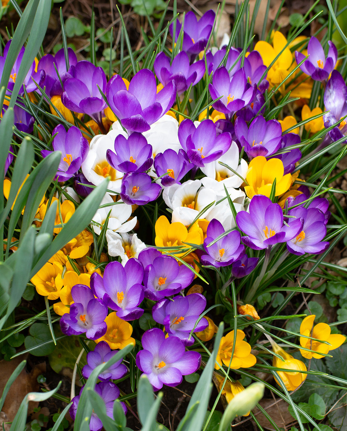 Mixed Crocus - 30 bulbs