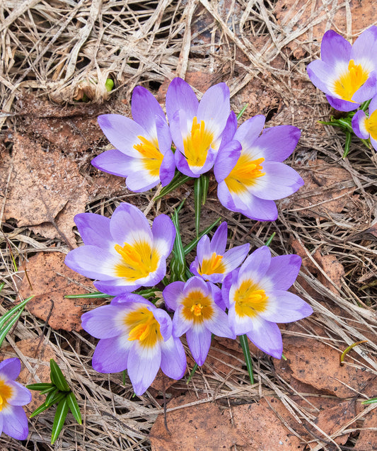 Tri-color Crocus species bulbs from BloomingBulb, showing vibrant purple, yellow, and white blooms ready for planting.