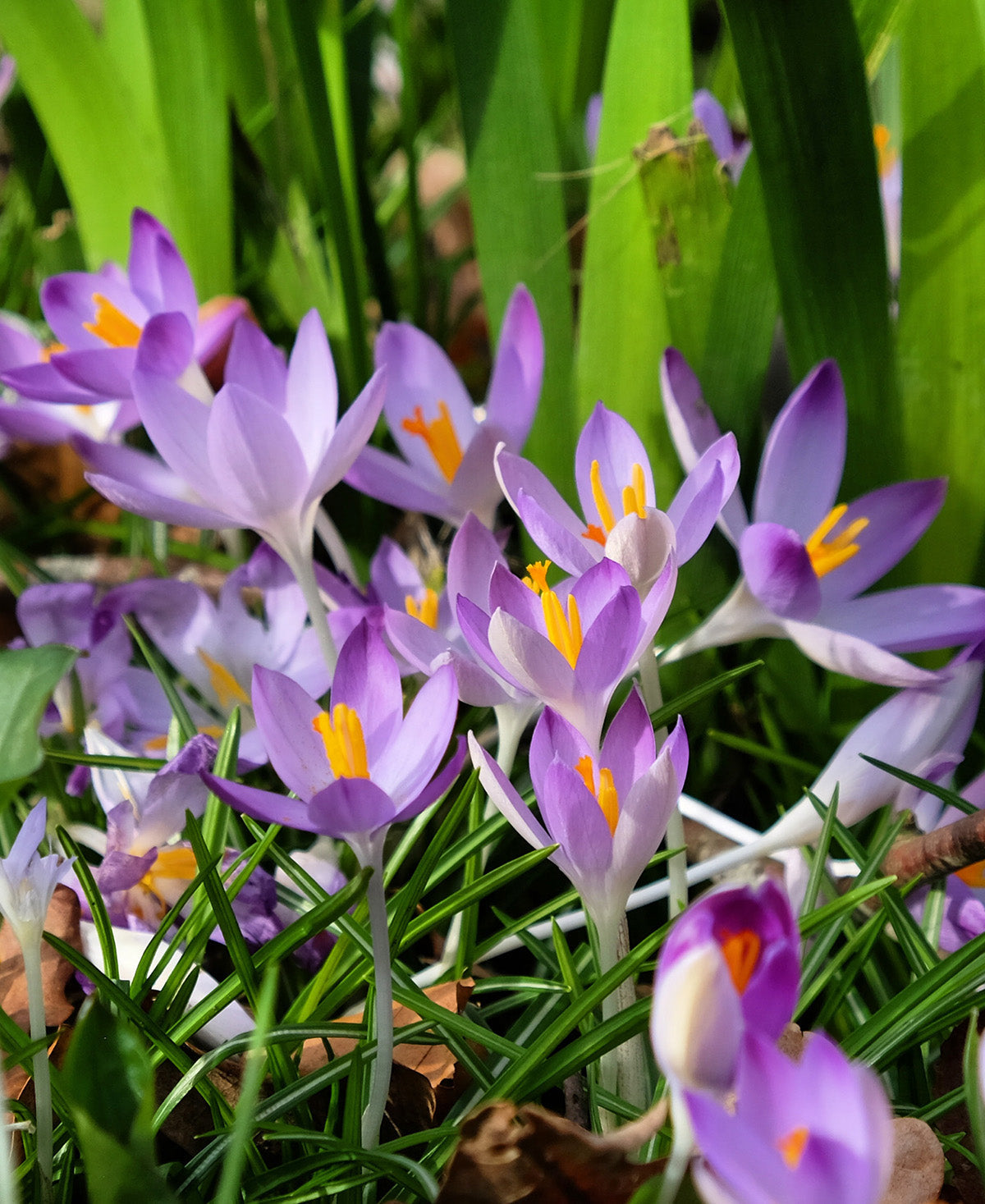 Whitewell Purple Species Crocus - 10 bulbs