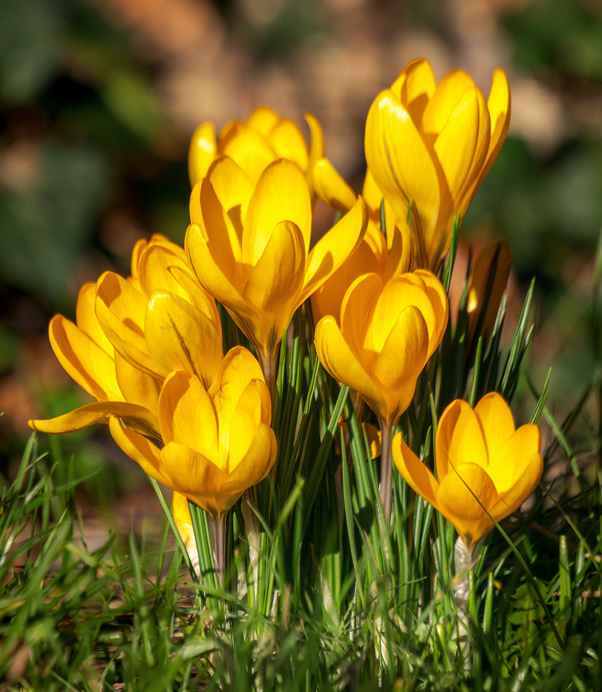 Yellow Mammoth Large Flowering Crocus - 10 bulbs