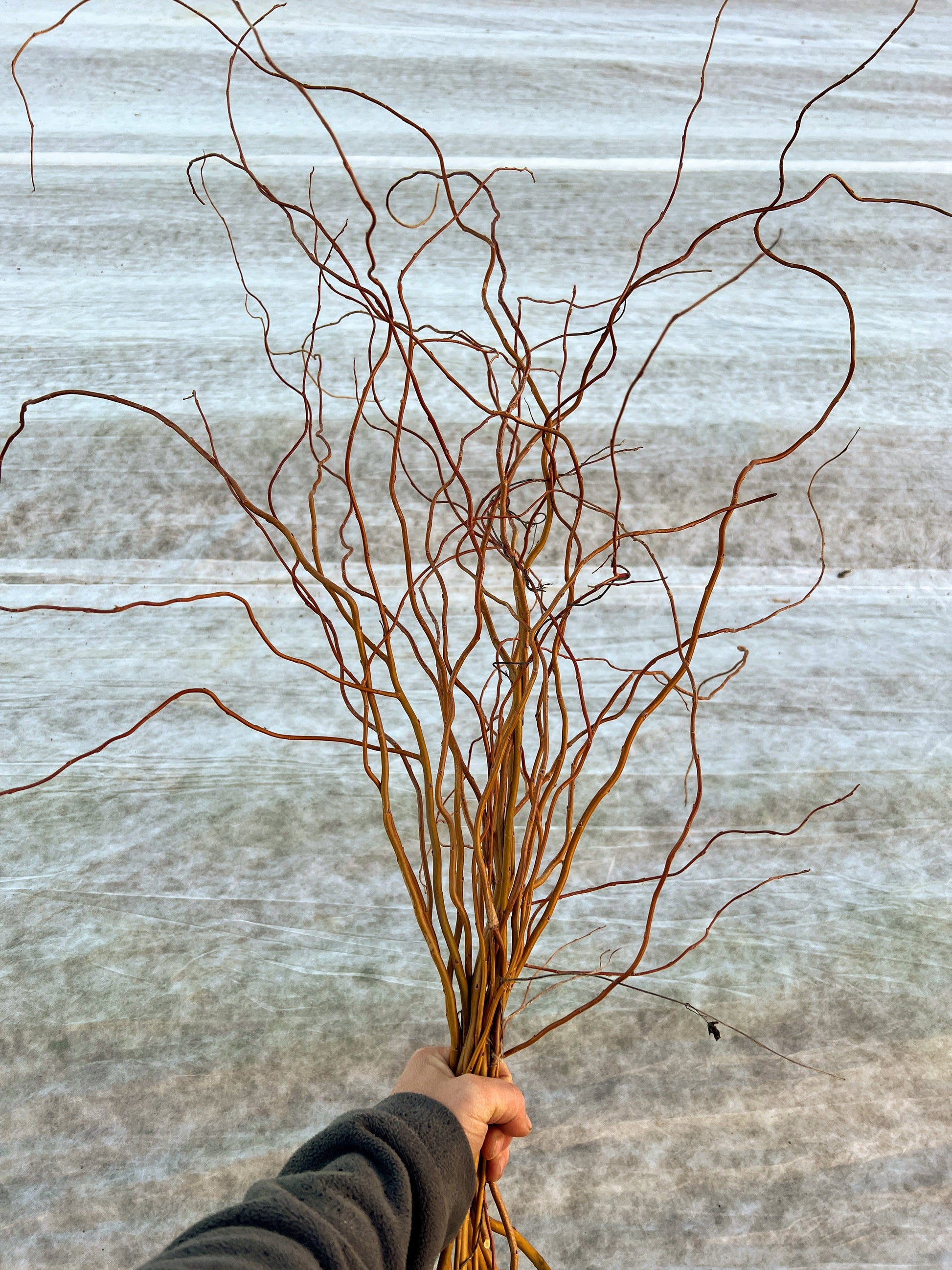 Curly yellow willow branch from The Farm On Central featuring twisted, vibrant yellow willow branches for floral arrangements.