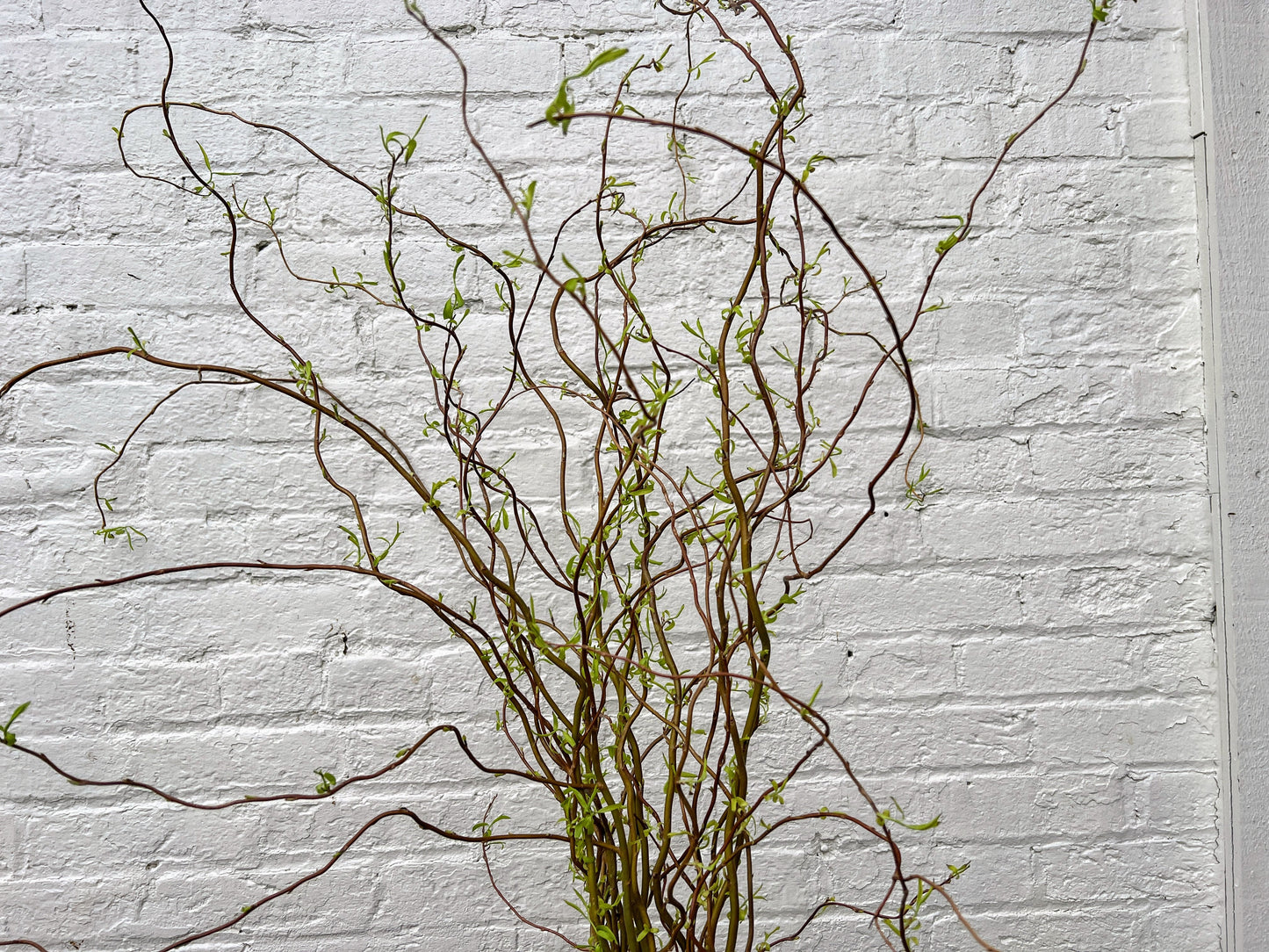 Curly yellow willow branch from The Farm On Central showcasing vibrant, curly yellow willow foliage on a natural background.