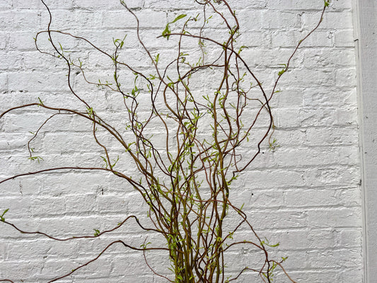 Curly yellow willow branch from The Farm On Central showcasing vibrant, curly yellow willow foliage on a natural background.