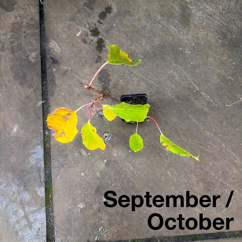 Hardy kiwi live plants from Steep Hill Garden, Anna female and Meader male edible fruit vine, healthy green plant with leaves and stems.