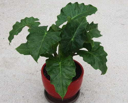 Alocasia Low Rider tropical houseplant in a 4-inch container with large, arrow-shaped green leaves and prominent veins.
