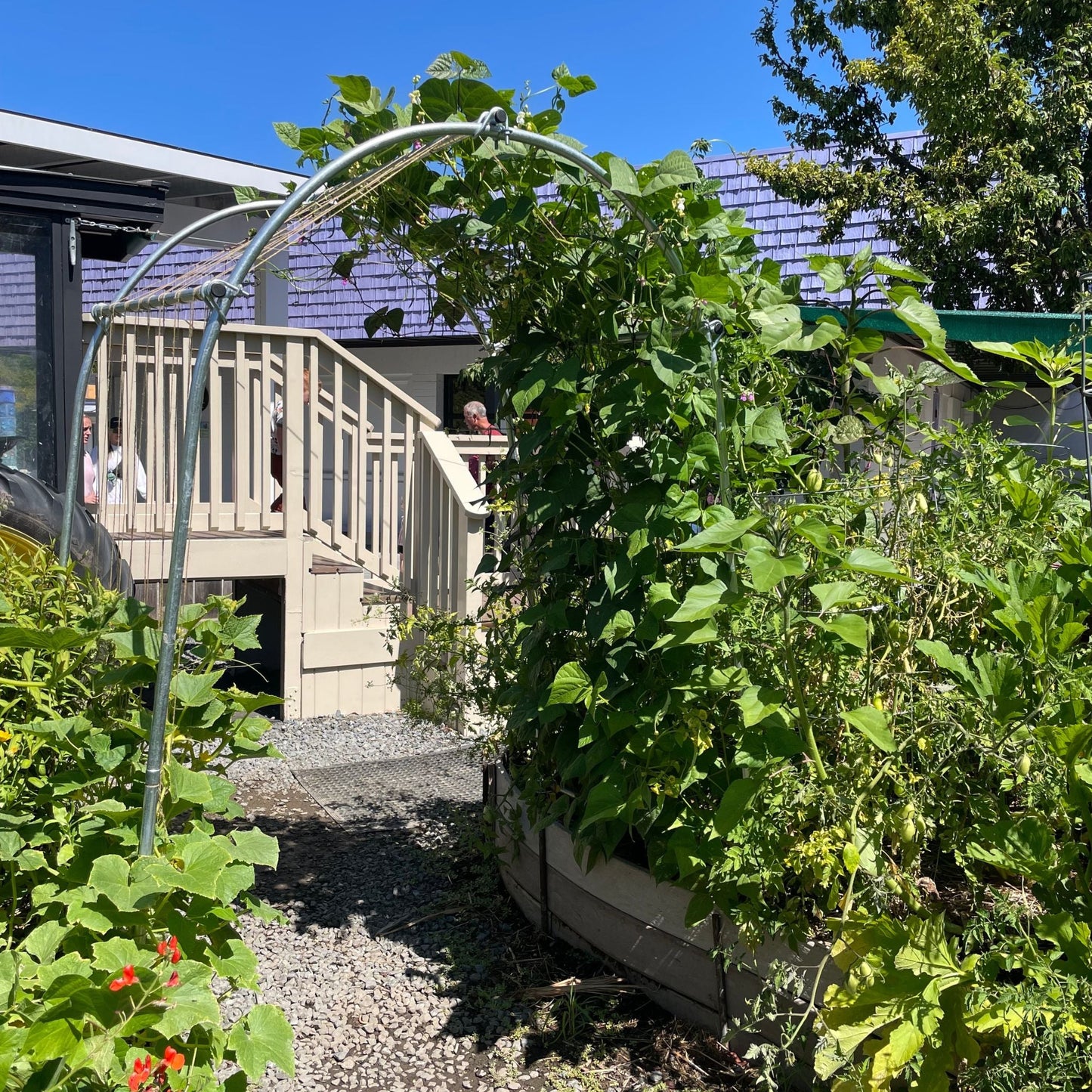 DIY Garden Arch by Bootstrap Farmer, metal garden arch with curved design and sturdy frame for supporting climbing plants.