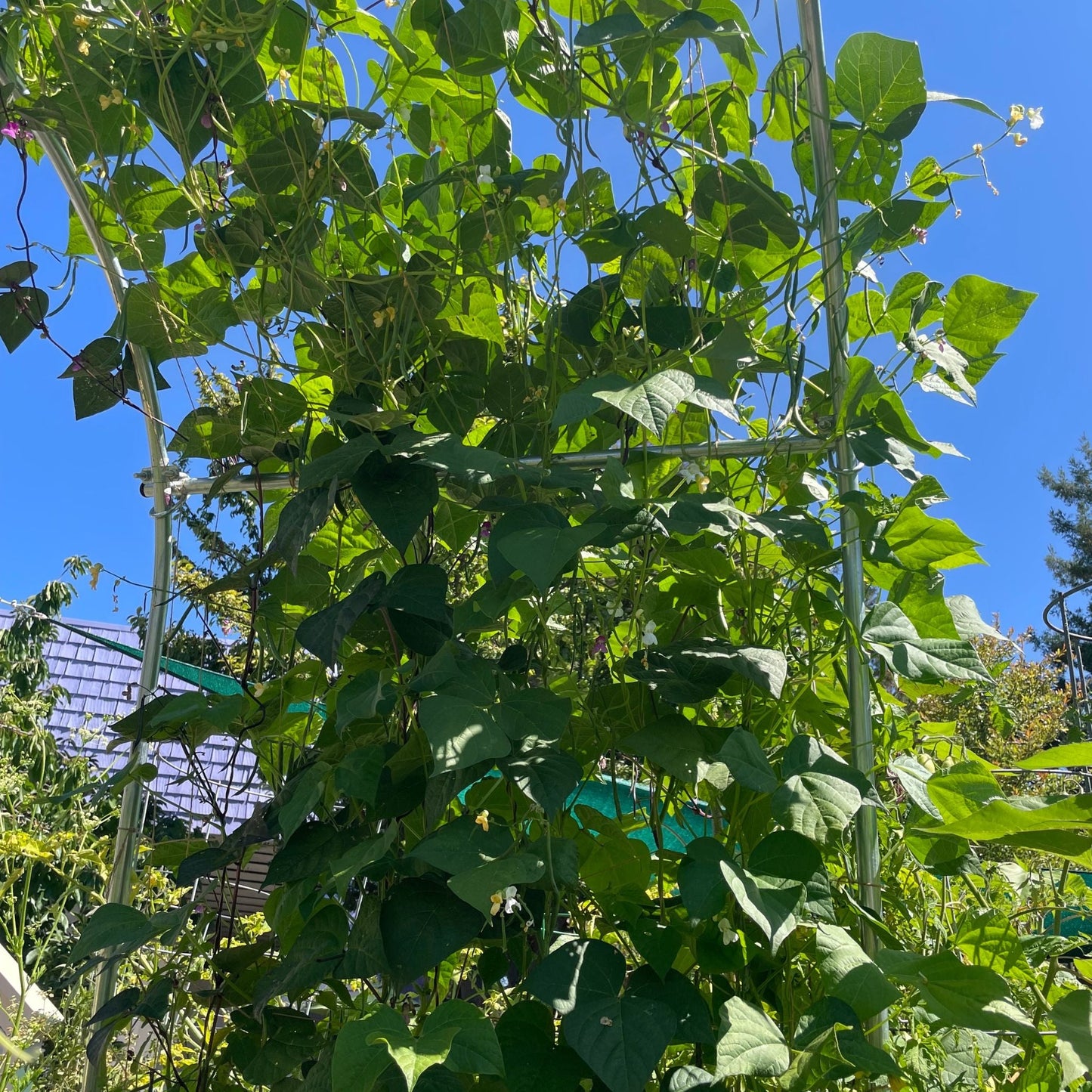 Bootstrap Farmer DIY garden arch covered in lush vines, ideal for garden decoration and supporting climbing plants.